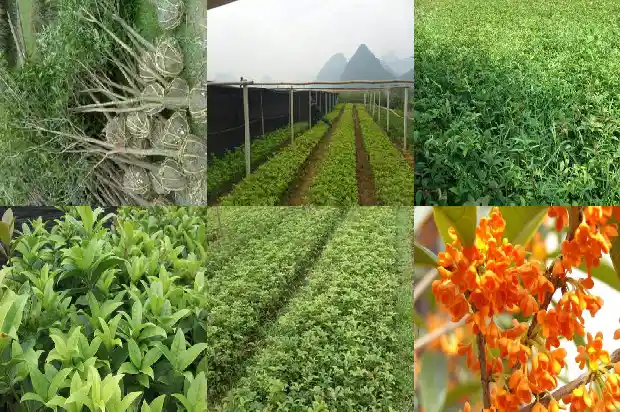 桂花栽植要点有哪些1686532040510
