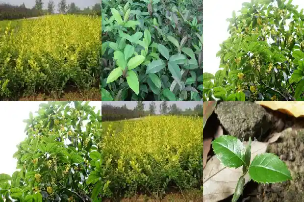 桂花地栽 鸡粪好吗1686532047884