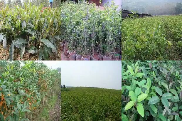 桂花茶叶怎么制作方法1689381853036