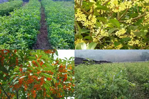 八月桂花树价格表最新行情走势1690504896619