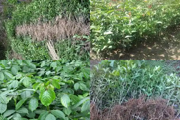 人粪水浇桂花树1686532127100