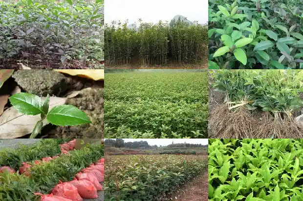人粪水浇桂花树1686532127196