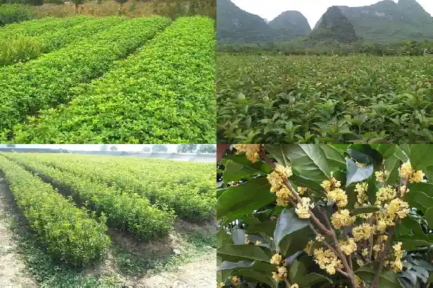 地栽桂花怎样过冬1686532137037