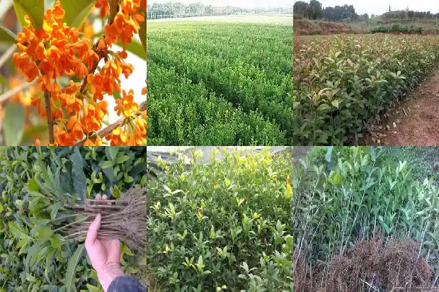 盆栽桂花修剪1686532151693