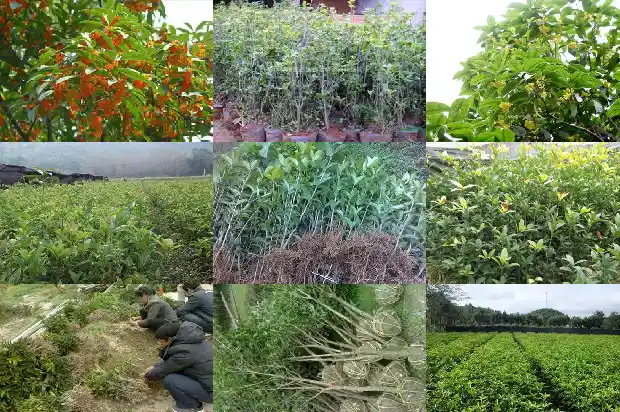 盆栽桂花修剪1686532151739