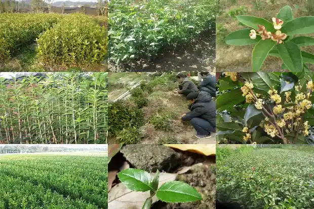 盆栽桂花修剪1686532151785