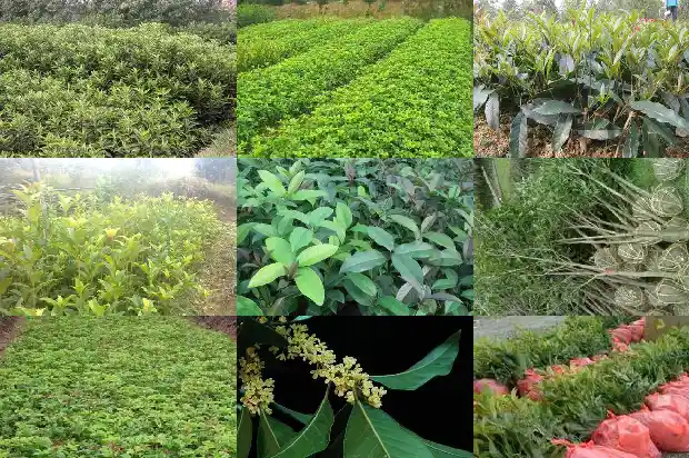 桂花地栽好还是盆栽好养1686532167375