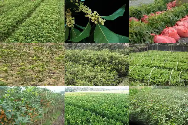 桂花地栽好还是盆栽好养1686532167465
