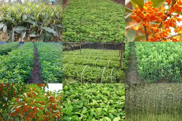 桂花用什么土种植最好1686532175178