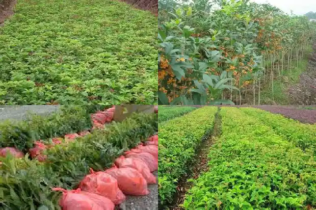 桂花用什么土种植最好1686532175224
