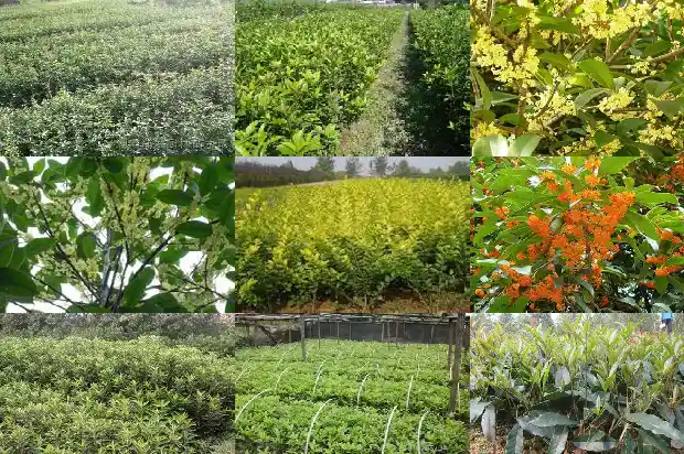 桂花盆景最佳树形怎样修剪好看1686532184572
