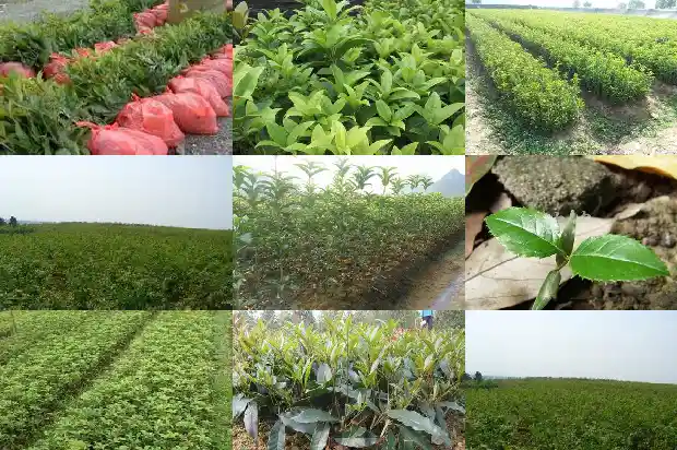 桂花盆景最佳树形怎样修剪好看1686532184663