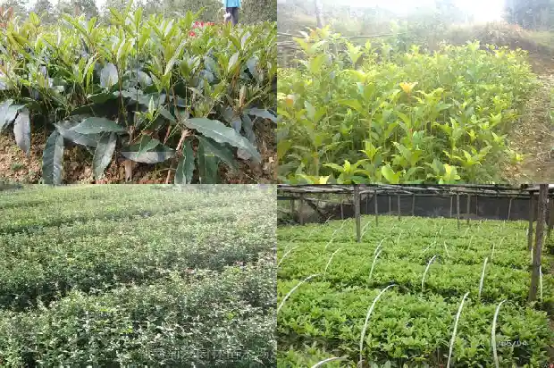 桂花树的盆栽大全1686532213817