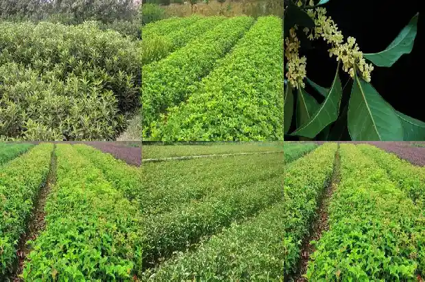 桂花树的盆栽大全1686532213864