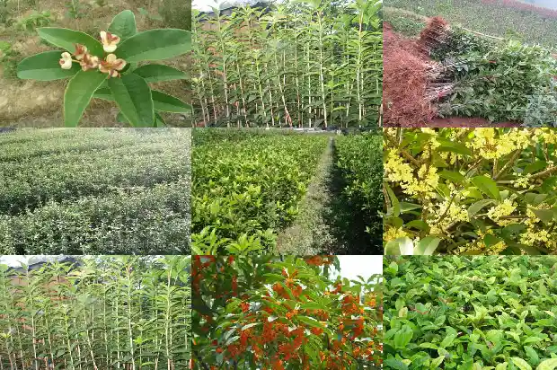 桂花树的盆栽大全1686532213911