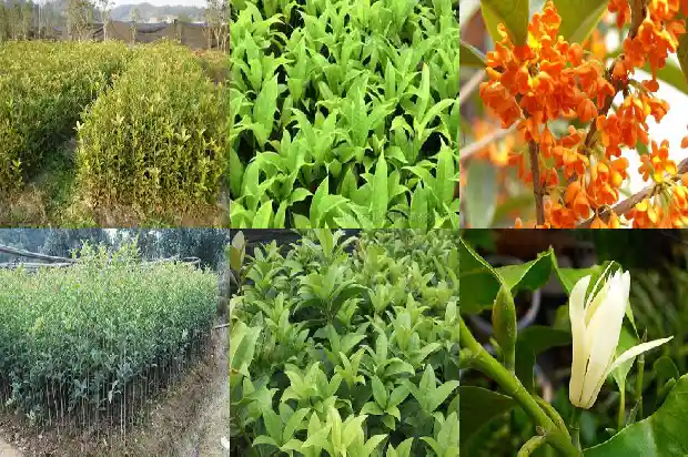 桂花一年能开几次花1690504237621
