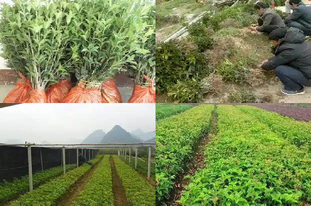 如何盆栽桂花树1686532223930