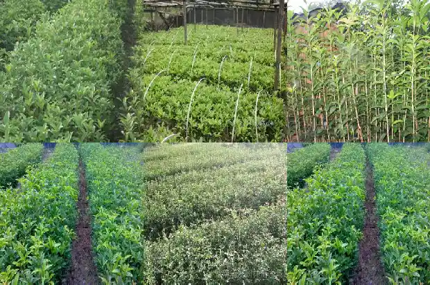 如何盆栽桂花树1686532223976