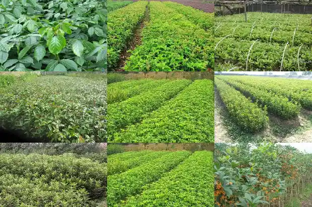桂花分品种吗1686532231297