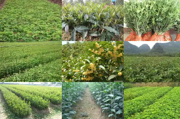 桂花分多少品种1686614984656