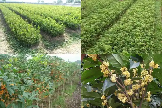 桂花什么时候剪1688433542042