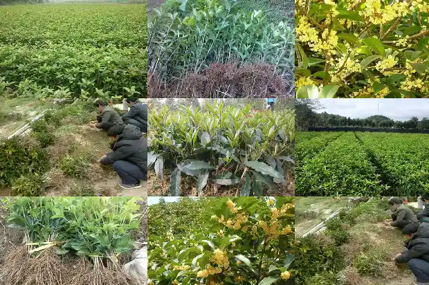 桂花树多少钱一棵5公分的树苗价格1686615188801