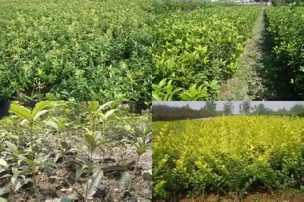 桂花树多少钱一棵5公分的树苗价格1686615188849