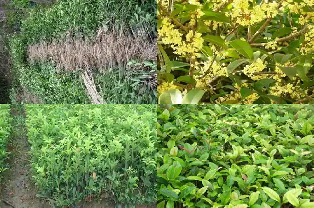 桂花树多少钱一棵最好养活的树1686615240379