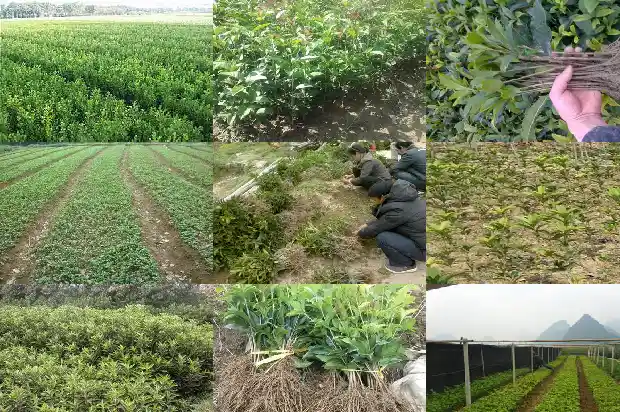 桂花树多少钱一棵最好养活的树1686615240426