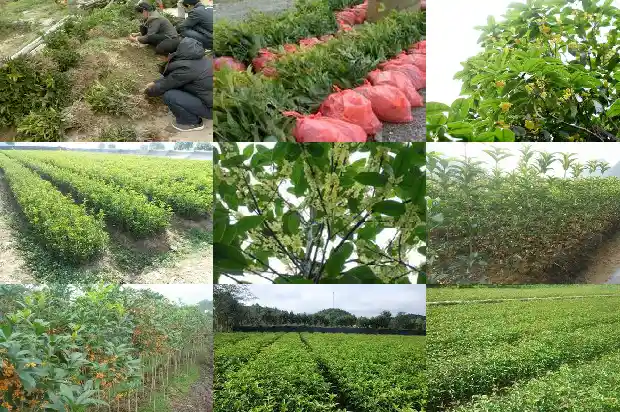 桂花树多少钱一棵最好养活的树1686615240473