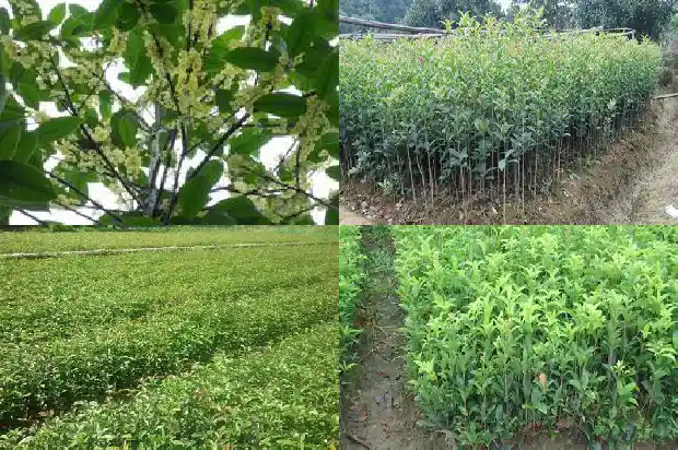桂花树多少钱一棵最好养护的呢1686615270558