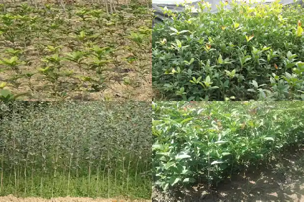 桂花树多少钱一棵1斤重的树1686615332254