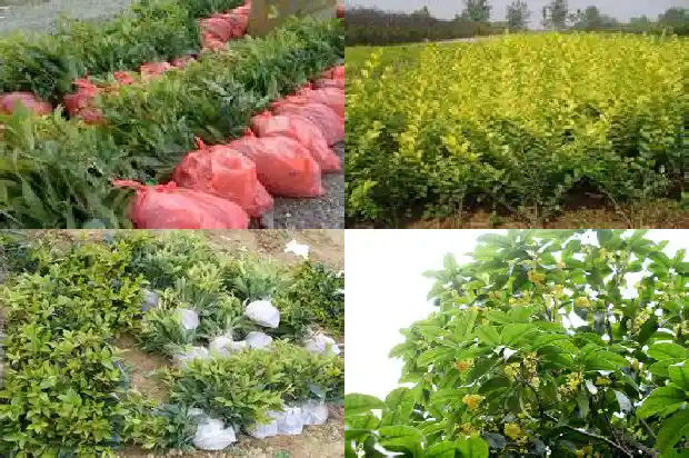 桂花树多少钱一棵1斤重的树1686615332350