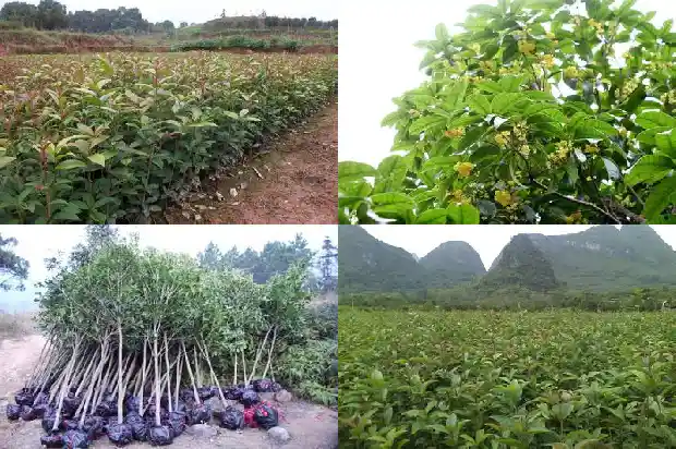 成都丛生桂花苗木批发1690418241369