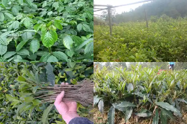 大量出售桂花树苗的广告语是什么呢1686615396561