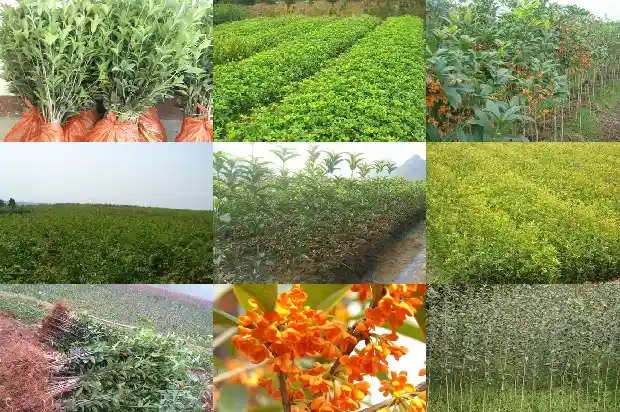 桂花村在什么地方1690504869239