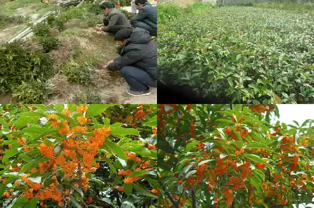 大量出售桂花树违法吗判几年刑期1686615437228