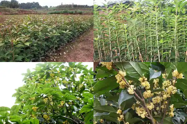 大量出售桂花树违法吗判几年刑期1686615437322
