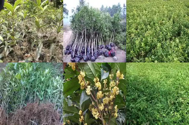 大量出售桂花树违法吗判几年刑罚1686615461812