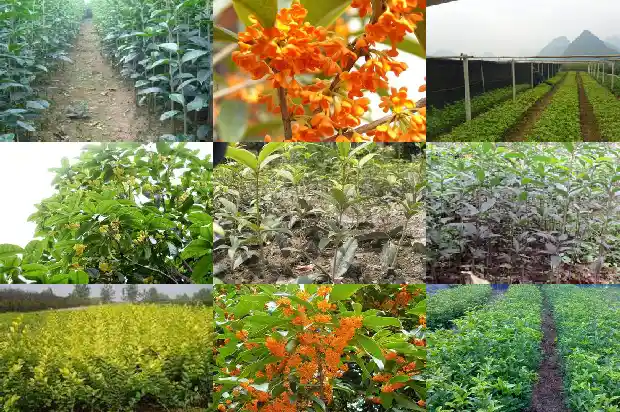 大量出售桂花树违法吗判几年刑罚1686615461907