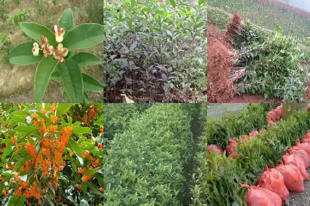 大量出售桂花树违法吗怎么处罚的呢1686615478143