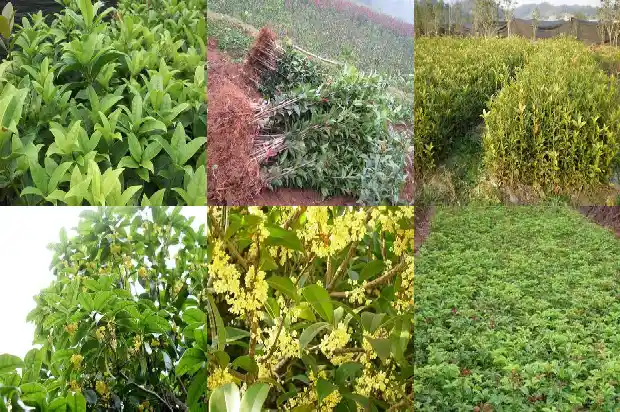 砍桂花树是否违法行为1686615497905