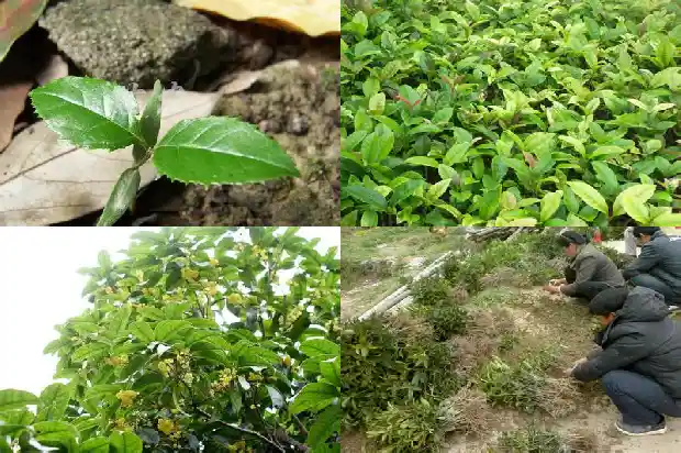 砍桂花树是否违法行为1686615498001