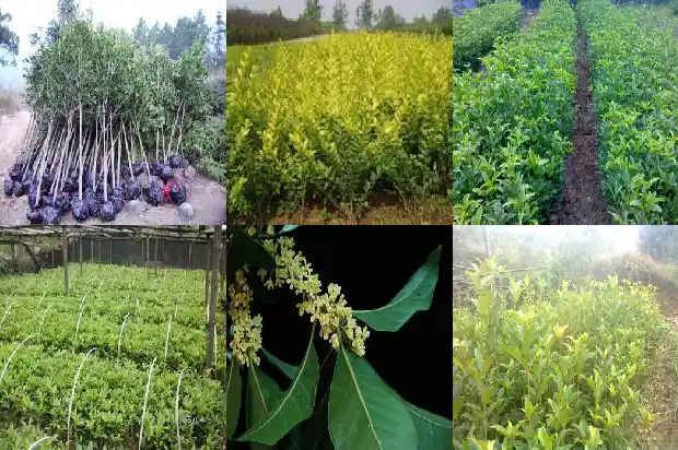 桂花树不能砍1686615517704