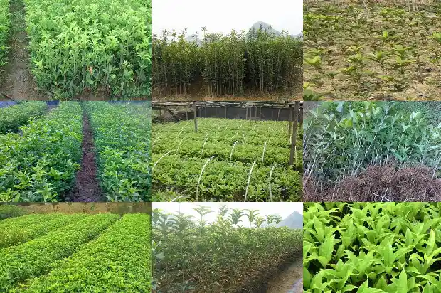 桂花树不能砍1686615517799