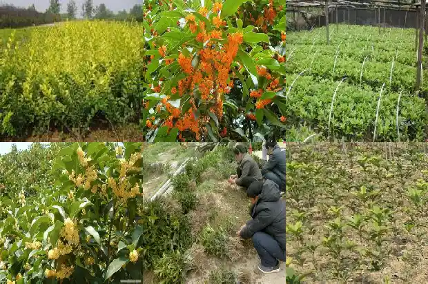 桂花树不能砍1686615517846