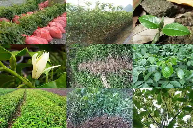买卖桂花树违法吗判几年刑1686615536005