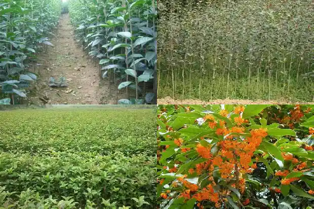 买卖桂花树违法吗怎么处理的1686615573888