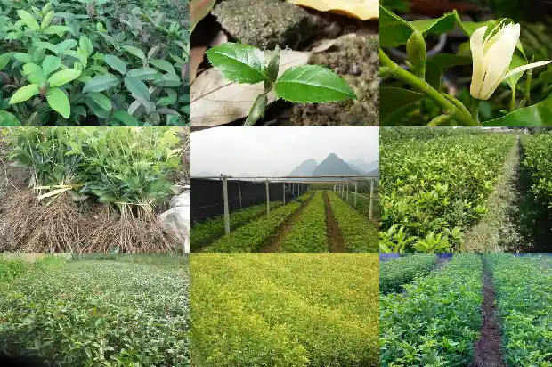 买卖桂花树违法吗怎么处理的1686615573936