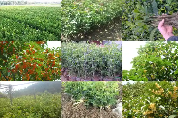 买卖桂花树违法吗怎么处理的1686615574031